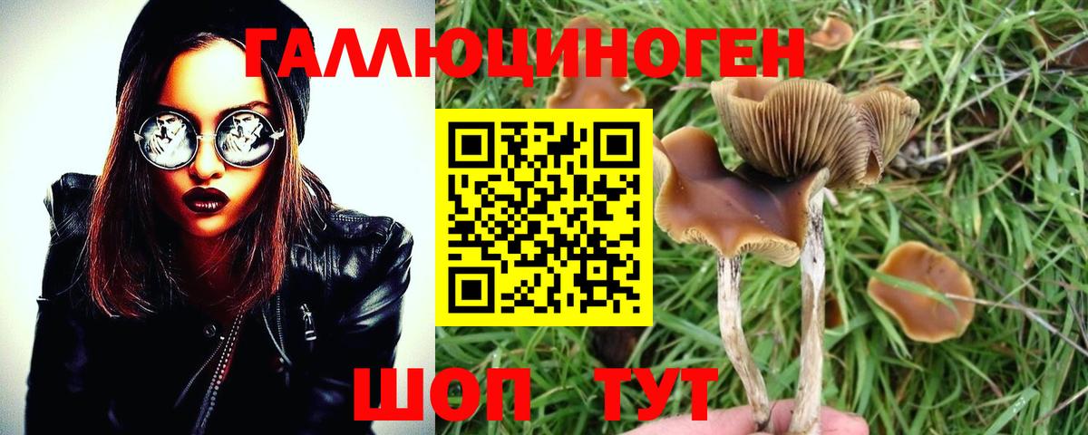 Галлюциногенные грибы Psilocybine cubensis Чистополь